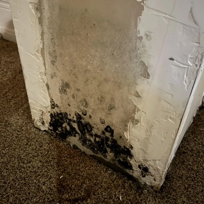 Professional Mold Removal in Damariscotta, ME